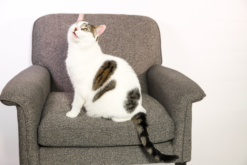 メンバーシップ記事のサンプル（カテゴリA）